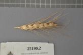 Click for 1 image(s) for this accession. Spike